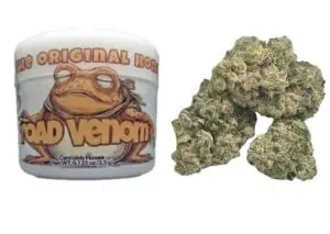 Toad Venom Jar Green Dragon
